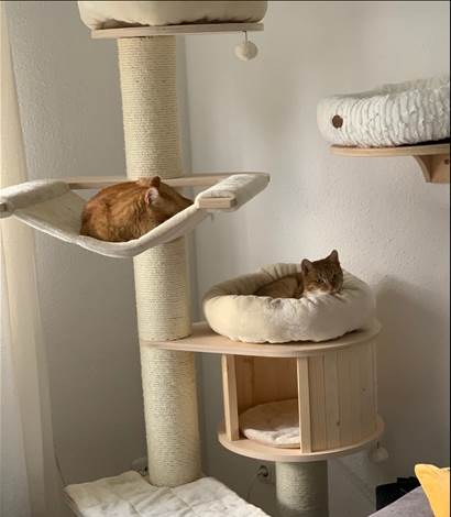 Ruby2(ehem Garfield)