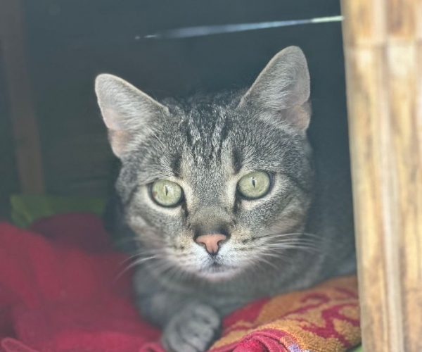 Katze-2023-Knüffel1