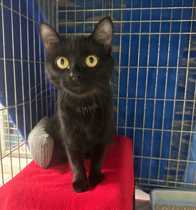 Katze-2023-Missy