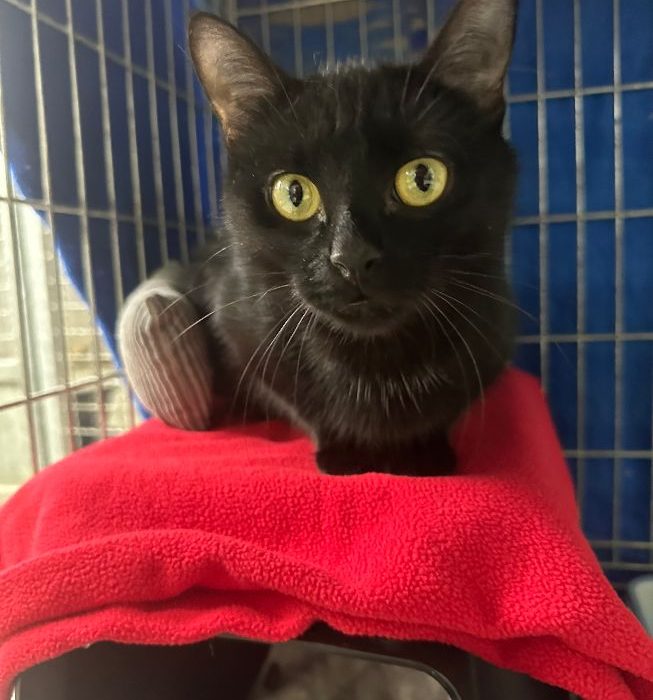 Katze-2023-Missy1