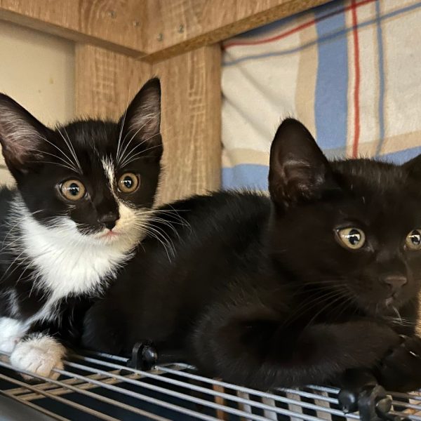 Katze-2023-Mona+Lisa