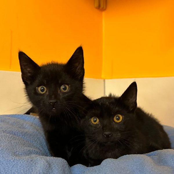 Katze-2023-Theresa+Leonardo