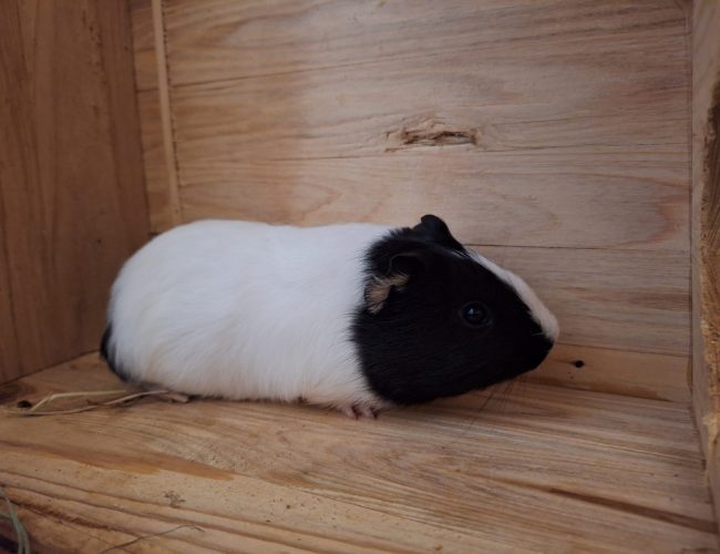 Meerschweinchen-2023-Coco1