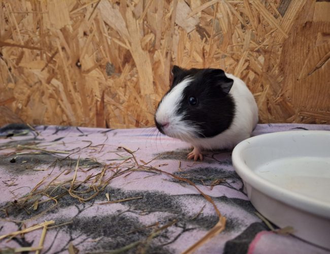 Meerschweinchen-2023-Coco2