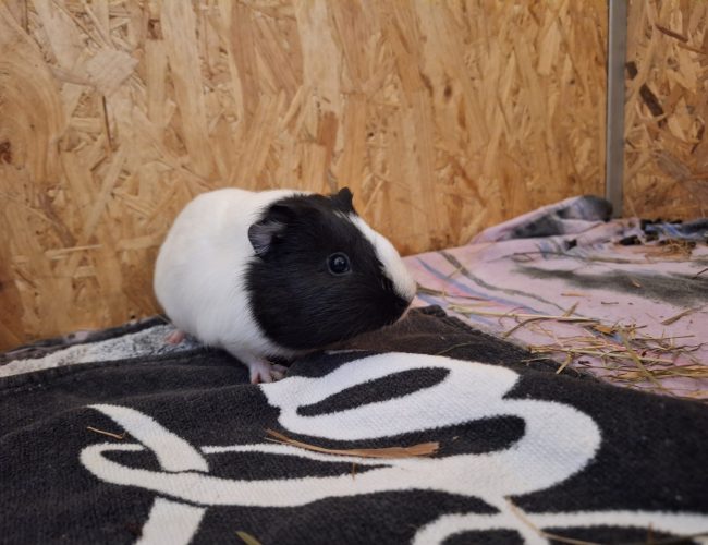 Meerschweinchen-2023-Coco3