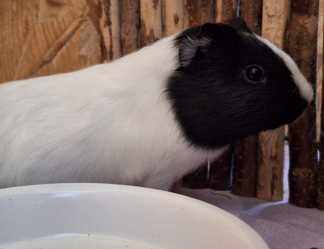 Meerschweinchen-2023-Coco4