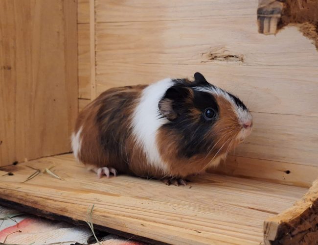 Meerschweinchen-2023-Ella1