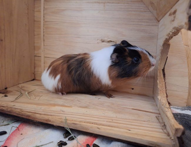 Meerschweinchen-2023-Ella2