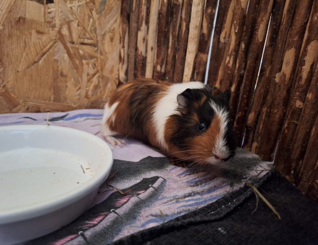 Meerschweinchen-2023-Ella3