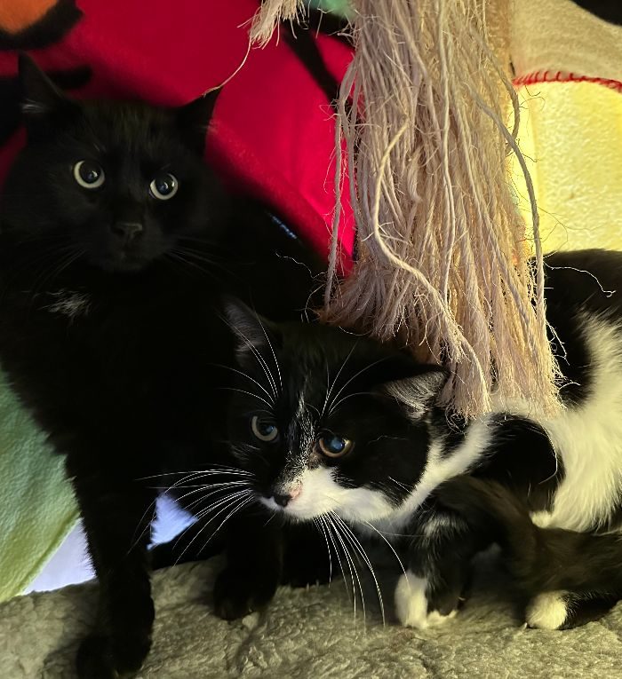 Katze-2023-Aurora+Bingo1