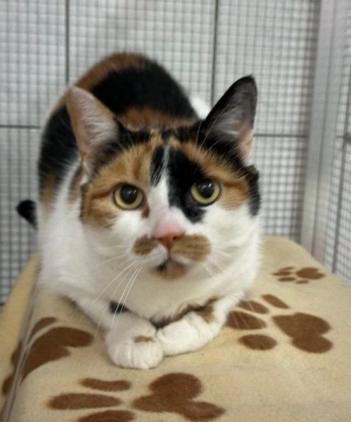 Katze-2023-Prinzessin