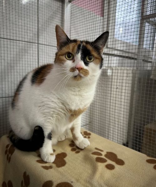 Katze-2023-Prinzessin1