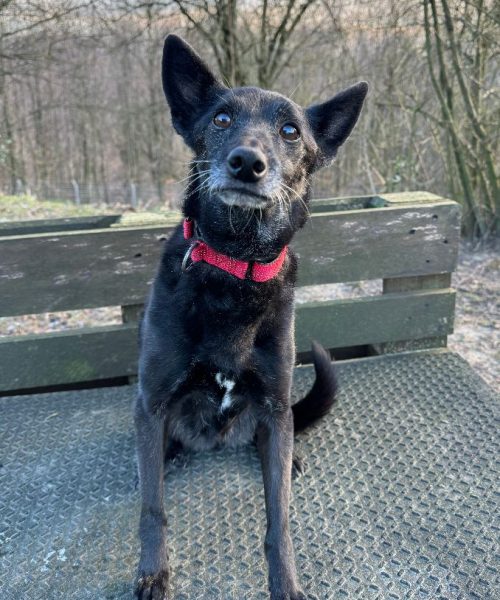 Hund-2024-Dana5 - Kopie