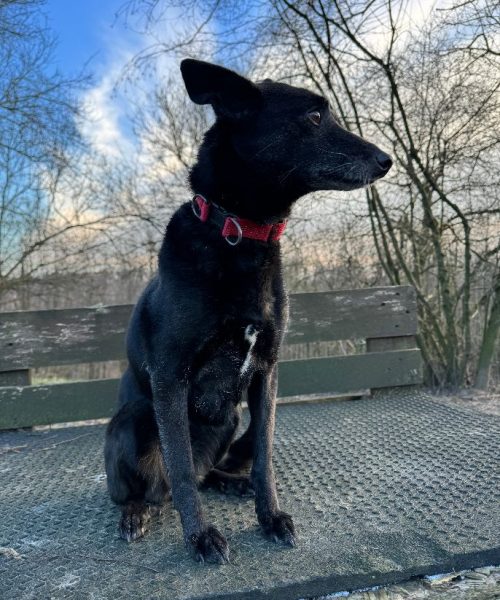 Hund-2024-Dana6 - Kopie