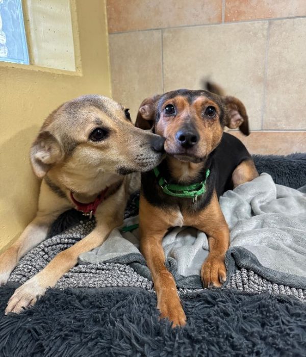 Hund-2024-Bruno,Lora1