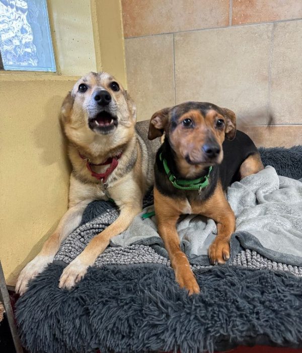 Hund-2024-Bruno,Lora2