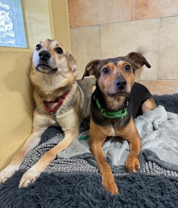 Hund-2024-Bruno,Lora3