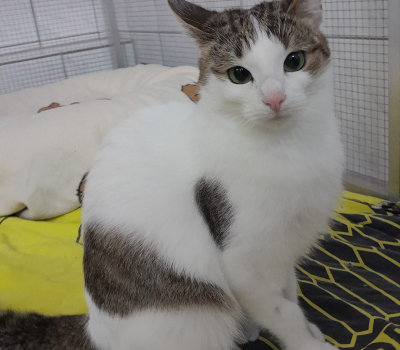 Susi – vermittelt Oktober 2025