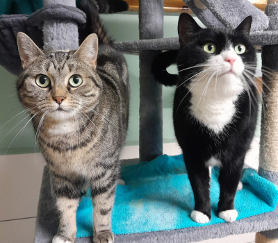 Bonny & Penny – vermittelt