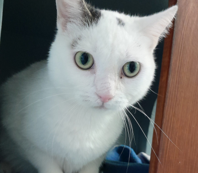 Holly – vermittelt im Febr.2026