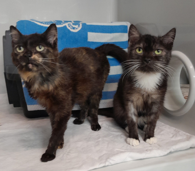 Peanut & Nugget