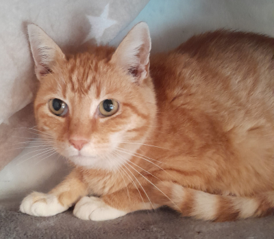 Collin – vermittelt im November 2025 zsm Nelly