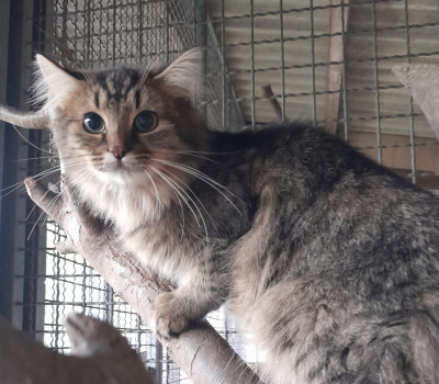 Jane – vermittelt im Januar 2026