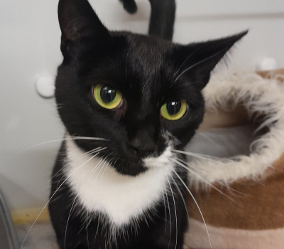 Bella – vermittelt im November 2025