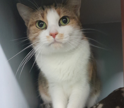 Nelly – vermittelt im November 2025