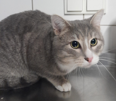 Benjamin – vermittelt im Januar 2026