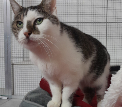 Cleo-  Vermittelt Februar 2026