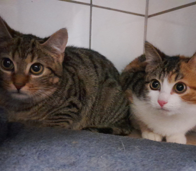 Hex & Viper – haben Interessenten