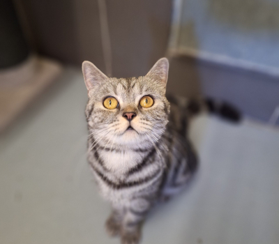 Mia