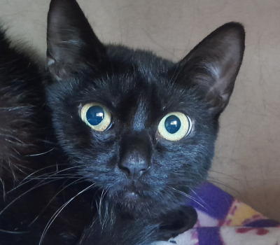 Pepper