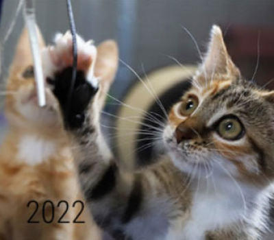 Kalender 2022 „Lucky Cats & Dogs“