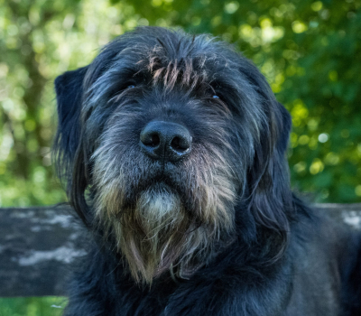 Kalle
