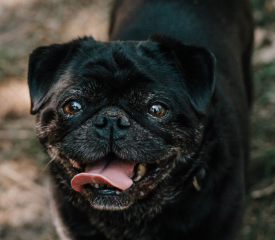Otto