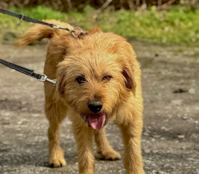 Bandit- Vermittelt März 2026