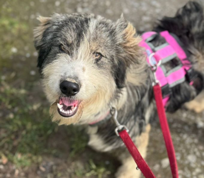 Kaya- Hat Interessenten