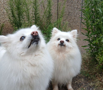 Anki und Yenn