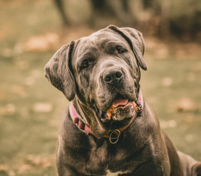 Nala