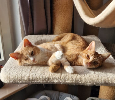 Tigre & Ragetti