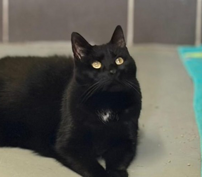 Rufus