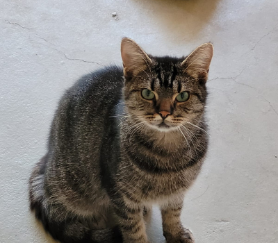 Franz