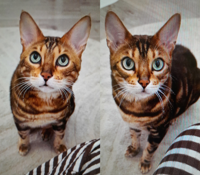 Kovu & Aslan