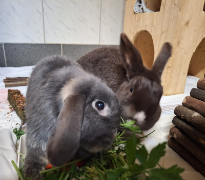 Amidala & Brownie- Vermittelt