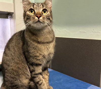 Pippa-vermittelt Februar 2025