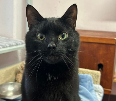 Balou-vermittelt Januar 2025