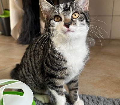 Alwin und Flori-vermittelt Februar 2025