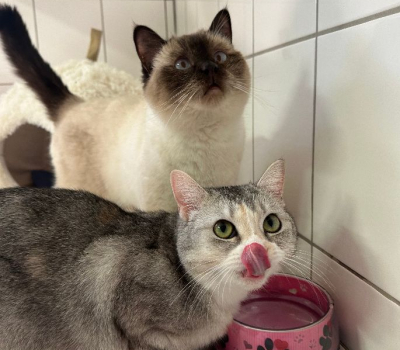 Mia und Rocky-vermittelt September 2025